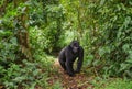 Mountain gorillas in the rainforest. Uganda. Bwindi Impenetrable Forest National Park. Royalty Free Stock Photo