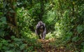 Mountain gorillas in the rainforest. Uganda. Bwindi Impenetrable Forest National Park. Royalty Free Stock Photo