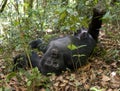 Mountain gorillas in the rainforest. Uganda. Bwindi Impenetrable Forest National Park. Royalty Free Stock Photo