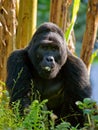Mountain gorillas in the rainforest. Uganda. Bwindi Impenetrable Forest National Park. Royalty Free Stock Photo