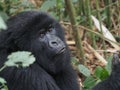 Mountain gorillas in Rwanda