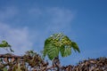 Medicinal plants climb out and set the blue sky into beautiful plants