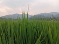 Mountain, grass, beautifull, nature, fresh, green