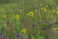 Mountain grass and flowers in the mountains after the summer rain! Royalty Free Stock Photo