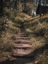 Mountain grass stairs to the top