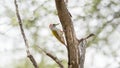 Mountain Gray Woodpecker Dendropicos spodocephalus Perched on a Tree