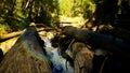 mountain green forest water cascade at summertime, sightseer experience - photo of nature