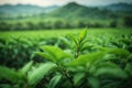 Mountain green tea plantations. Generative AI.