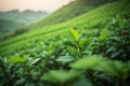 Mountain green tea plantations. Generative AI.