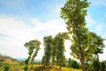 Mountain and green tree view,Mountain with gold teak