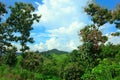 Mountain and green tree view,Mountain with gold teak