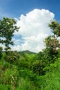 Mountain and green tree view,Mountain with gold teak