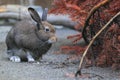 Mountain hare Royalty Free Stock Photo