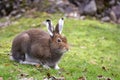 Mountain Hare Royalty Free Stock Photo
