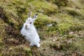 A Mountain hare outside its burrow up close