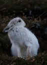 Mountain Hare grooming himself in the Cairngorms, Scotland.