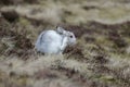 A Mountain hare having a scratch