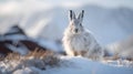 Mountain Hare in Winter Coat on Snowy Highland