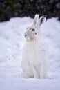 Mountain Hare, Lepre Variabile