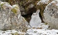 Mountain Hare (Lepus timidus) in Scottish Highlands