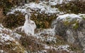 Mountain Hare (Lepus timidus) in Scottish Highlands