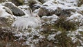 Mountain Hare (Lepus timidus) in Scottish Highlands