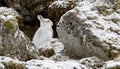 Mountain Hare (Lepus timidus) in Scottish Highlands