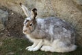 Mountain hare Lepus timidus