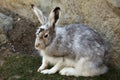 Mountain hare Lepus timidus