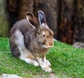 Mountain hare, Lepus timidus, also known as the white hare.