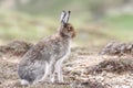 Mountain Hare Lepus timidus in the highlands of Scotland in its summer brown coat.