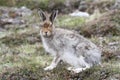 Mountain Hare Lepus timidus in the highlands of Scotland in its summer brown coat.