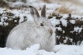 Mountain Hare Lepus timidus in its winter white coat in a snow blizzard high in the Scottish mountains. Royalty Free Stock Photo