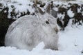 Mountain Hare Lepus timidus in its winter white coat in a snow blizzard high in the Scottish mountains. Royalty Free Stock Photo