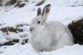 Mountain Hare Lepus timidus in its winter white coat in a snow blizzard high in the Scottish mountains. Royalty Free Stock Photo