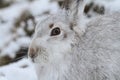 Mountain Hare Lepus timidus in its winter white coat in a snow blizzard high in the Scottish mountains. Royalty Free Stock Photo