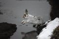 Mountain hare, Lepus timidus Royalty Free Stock Photo