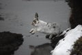 Mountain hare, Lepus timidus