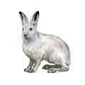 The mountain hare Lepus timidus