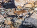 Mountain Hare Lepus Timidus in the natural habitat. Wild hare. Altai Mountains