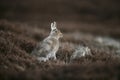 Mountain hare, Lepus timidus