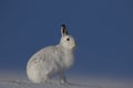 Mountain hare, Lepus timidus, sitting, running on a sunny day in the snow during winter in the cairngorm national park, scotland