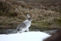 Mountain hare, Lepus timidus