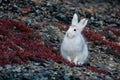 Mountain hare (Lepus timidus). A white hare sits on a mountainside.