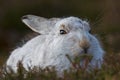 Mountain Hare Lepus Timidus