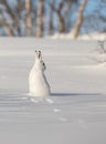 The mountain hare, Lepus timidus, in winter pelage, sitting in snow, looking right, in the snowy winter landscape with