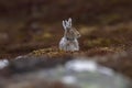 Mountain hare Lepus timidus in spring moult sitting and staring close ups in the cairngorms NP, scotland during april.