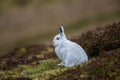 A Mountain hare outside its burrow