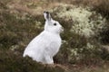 Mountain hare with winter coat in mixture of snow and bare ground