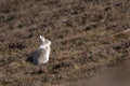 Mountain hare with winter coat in mixture of snow and bare ground